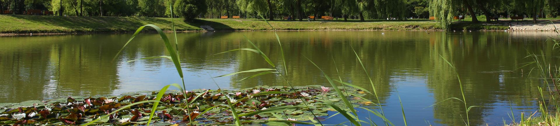 GettyImages-997545656 - pond in park.jpg